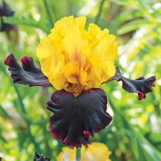 Vigilante Bearded Iris