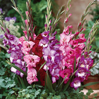 Royal Glamini Gladiolus Blend