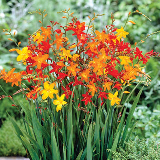 Crocosmia Mixture