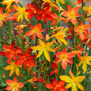 Crocosmia Mixture