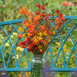 Crocosmia Mixture