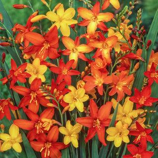 Crocosmia Mixture