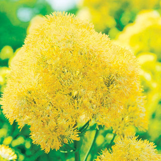 Yellow Meadow Rue