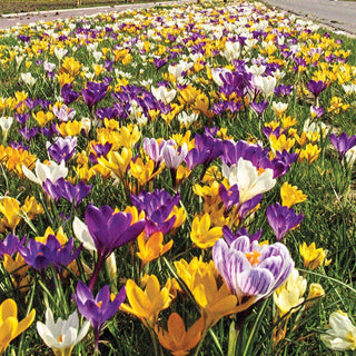 2 Months Of Flowering Crocus