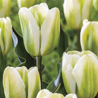 Green Spirit Tulip