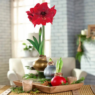 Waxed Amaryllis