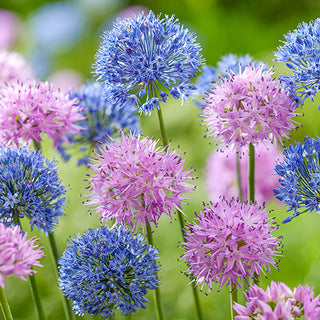 Alliums