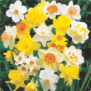 Daffodils