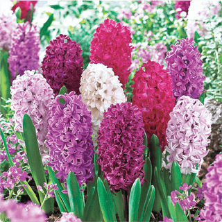 Hyacinths