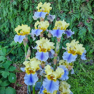 Irises