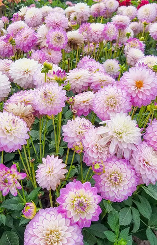 Dahlias