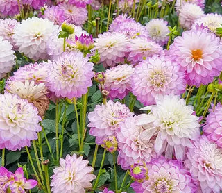 Dahlias