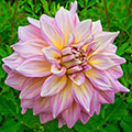 Strawberry Ice Dahlia