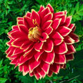 Dutch Carnival Dahlia