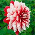 Larrys Love Dahlia