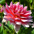 Berliner Kleene Dahlia