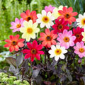 Happy Days Dahlia Mixture