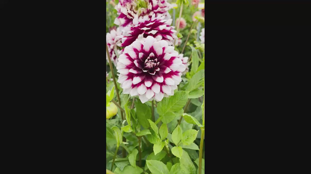 Duet Dahlia