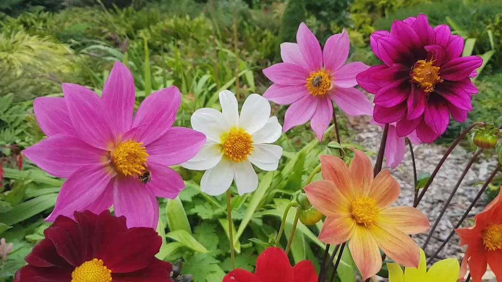 Bee Friendly Single Flowered Dahlia Mixture