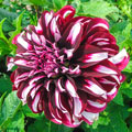 Tartan Dinnerplate Dahlia