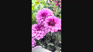 Melissa Anna Marijke Dahlia