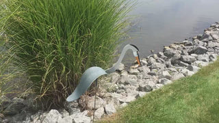 Florida Dancing Birds Great Blue Heron