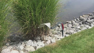 Florida Dancing Birds Sandhill Crane