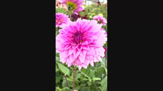 Rosella Dahlia