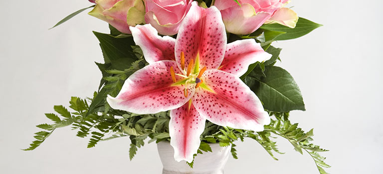 Lily Lovers | Breck's
