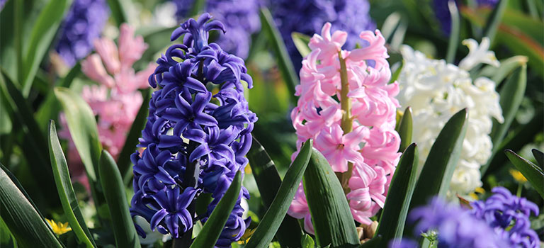 Early Spring Flowers Pictures