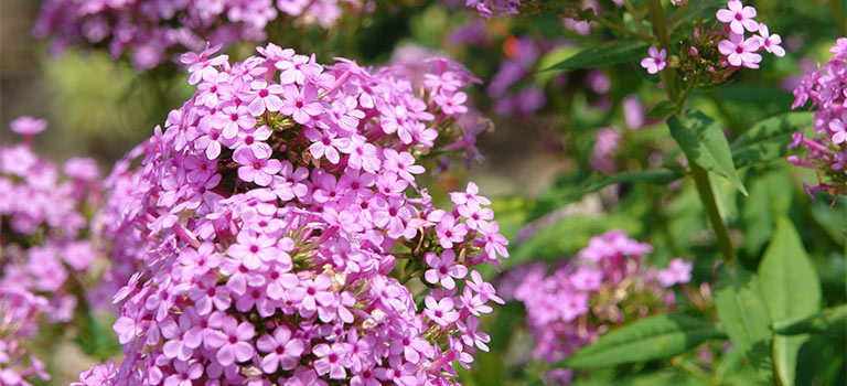 12 Full-Sun Perennials That Bloom All Summer | Breck's