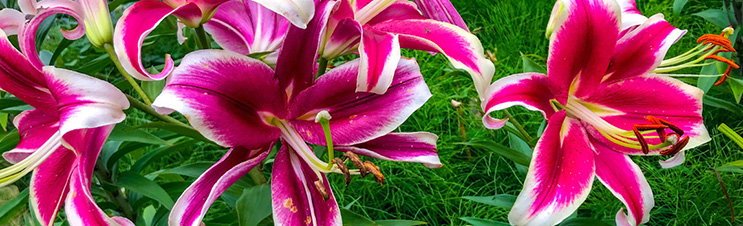 How To Care For Lilies - A Guide for Planting Lily Bulbs