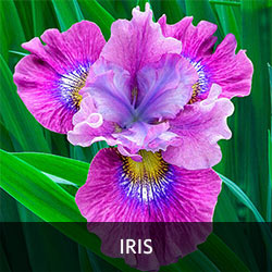 Iris - Flowers - Featured Content - Lovingly