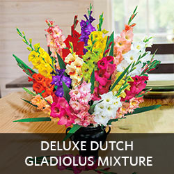 Deluxe Dutch Gladiolus Mixture