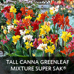 Tall Canna Greenleaf Mixture Super Sak®
