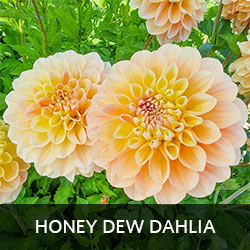 Honey Dew Dahlia