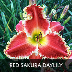 Red Sakura Daylily