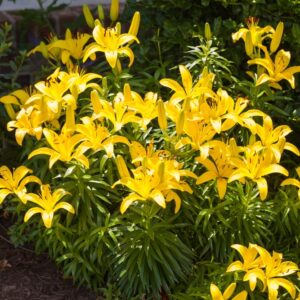 Summertime Day Lillies in a Garden Bed