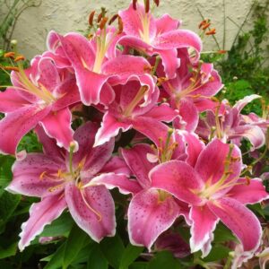 Close-Up Of Pink Flowers Blooming Outdoors