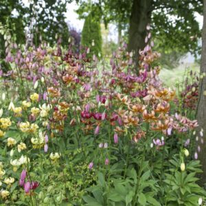 Lilium Martagon