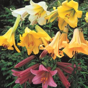 Trumpet Lily Mix